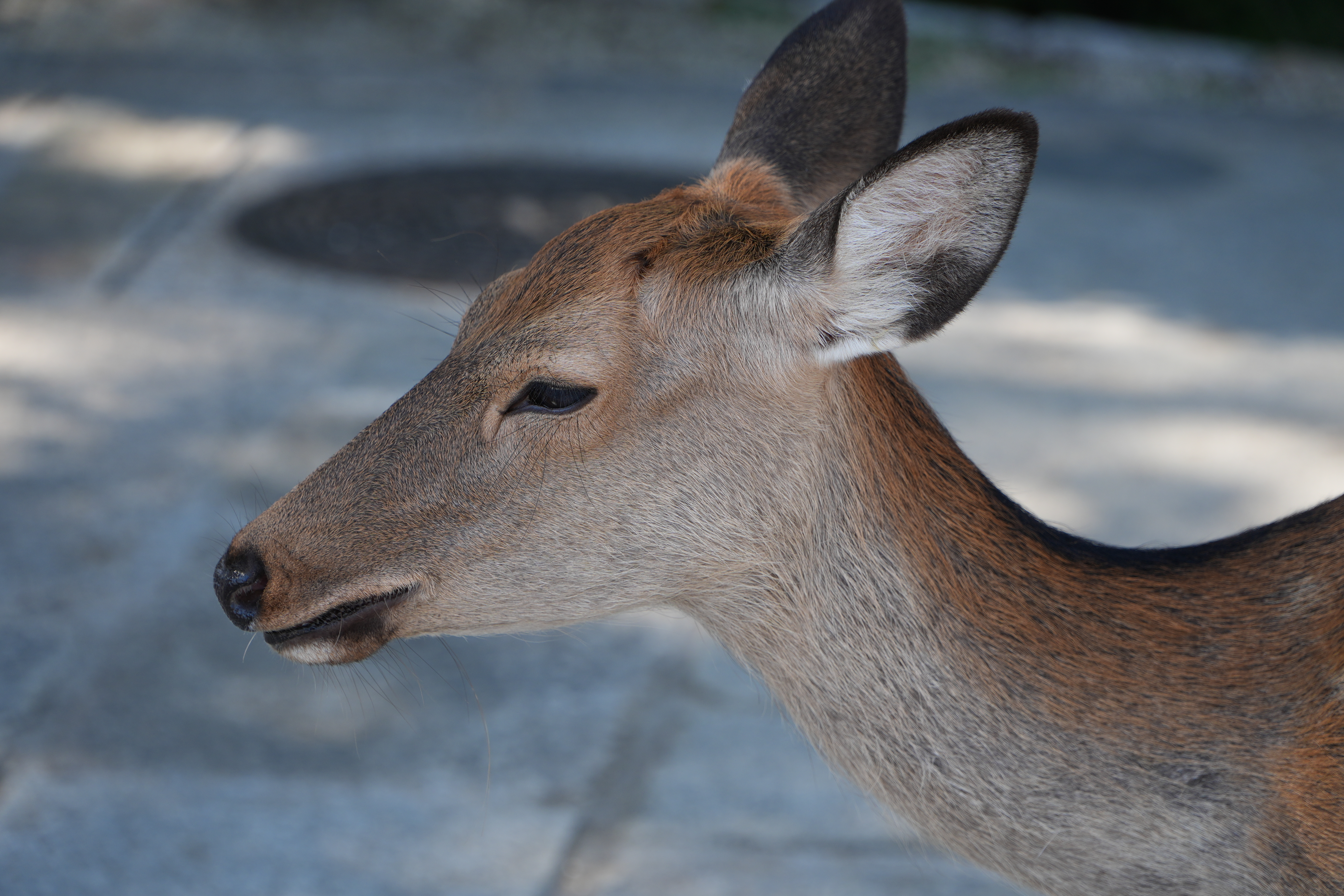 placeholder image sq